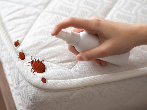 Best Bed Bug Extermination  in Bright, IN
