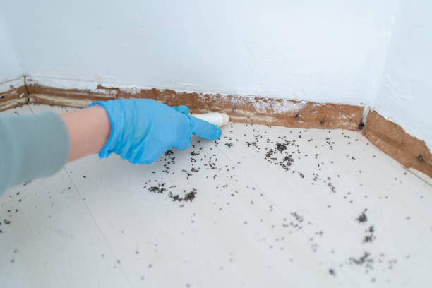 Best Flea Control Services  in Bright, IN